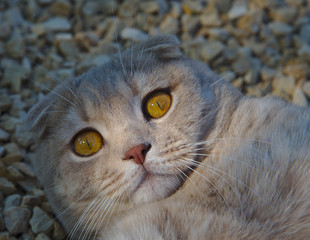 Besorgter Kartäuser-Kater