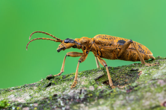 longhorn beetle - Rhagium mordax