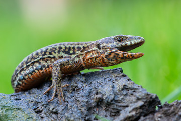 The common wall lizard - Podarcis muralis