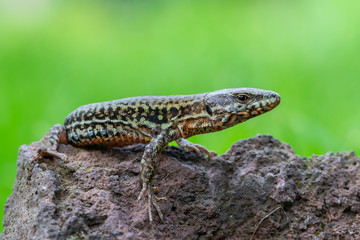 The common wall lizard - Podarcis muralis