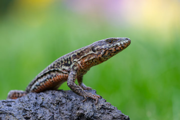 The common wall lizard - Podarcis muralis