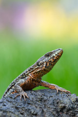 The common wall lizard - Podarcis muralis