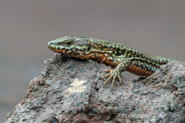 The common wall lizard - Podarcis muralis