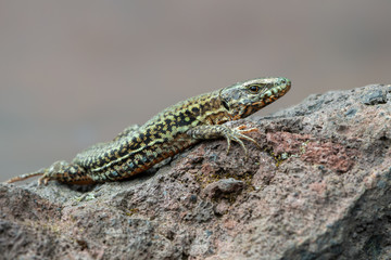 The common wall lizard - Podarcis muralis