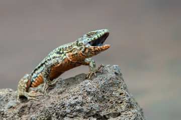 The common wall lizard - Podarcis muralis