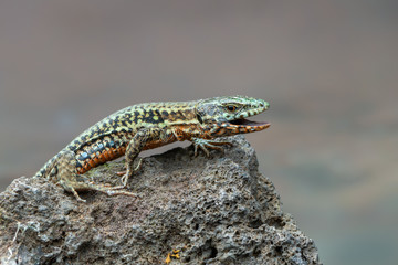 The common wall lizard - Podarcis muralis