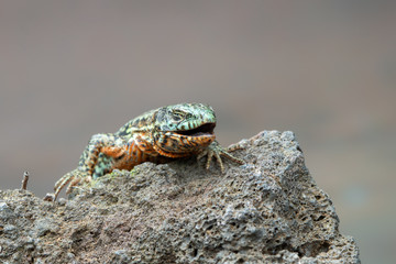 The common wall lizard - Podarcis muralis