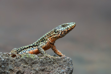 The common wall lizard - Podarcis muralis