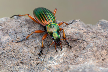 Golden Ground Beetle - Carabus auratus