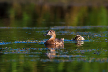 Cute duck family. Natural background. Bird: Common Pochard. Aythya ferina
