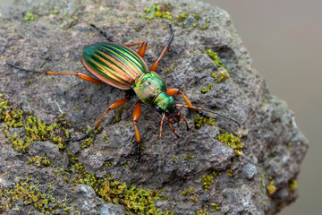 Golden Ground Beetle - Carabus auratus