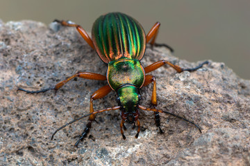 Golden Ground Beetle - Carabus auratus