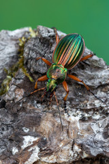 Golden Ground Beetle - Carabus auratus