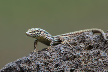 The common wall lizard - Podarcis muralis