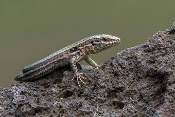The common wall lizard - Podarcis muralis