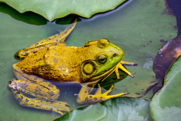 American Bullfrog on a Lily Pad, Close Up