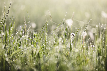 Green grass in morning dew and spider webs with bokeh texture background