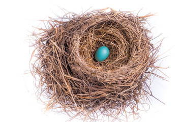 American Robin Nest - Single Egg