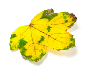 Yellowed dry leaf on white