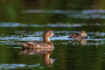 Cute duck family. Natural background. Bird: Common Pochard. Aythya ferina