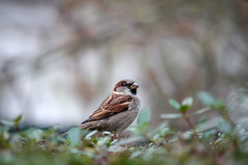 moineau