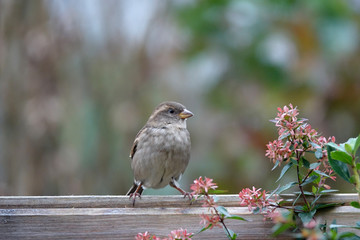 petit moineau
