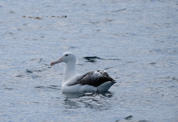 An Albatross sitting on the water in Port Chalmers