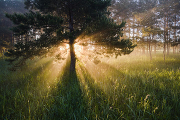 Beautiful landscape of pine wood at sunrise with sun rays and long shadows