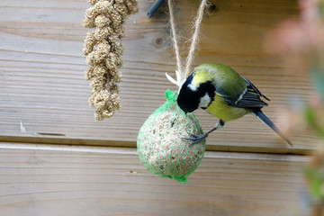 mésange sur boule de graisse