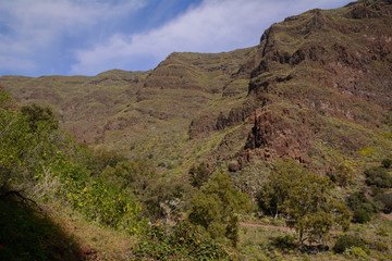 Fototapeta na wymiar mountains in the Barranco de Guayadeque on Gran Canaria 