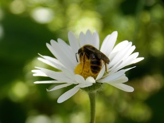 bug on a white flower