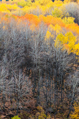 Autumn landscape photography. Colorful forest background. 