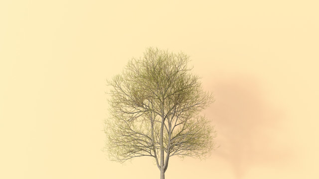 D rendering, Single bare tree on yellow background