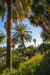 Fototapeta na wymiar Palm trees of Barcelona, european touristic destination