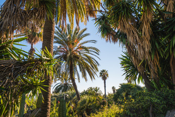 Palm trees of Barcelona, european touristic destination