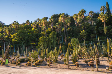 Fototapeta premium Palm trees of Barcelona, european touristic destination