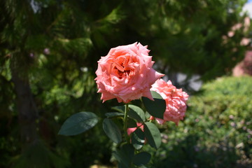 Pink Rose