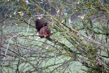 écureuil en train de manger dans un arbre