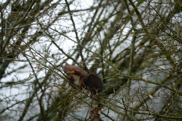 écureuil en train de manger dans un arbre