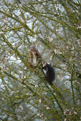écureuil dans les branches d'un arbre