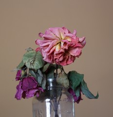 Wilted Roses 