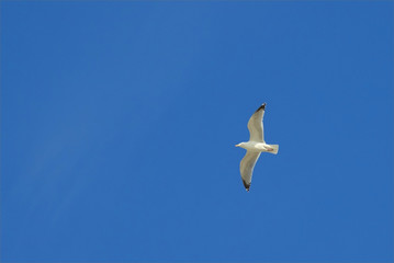 mouette