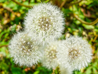 Dandelion, Taraxacum erythrospermum, closeup with natural background