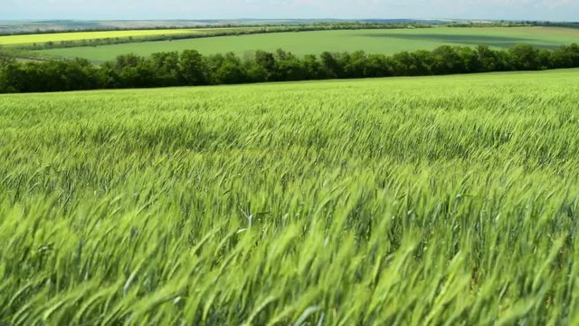 Green wheaten sprouts are in the field and beautiful cloudy. Spring landscape.