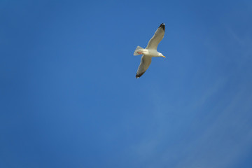 Fototapeta premium Mouette entrain de voler