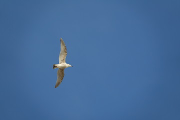 Obraz premium Mouette dans le ciel