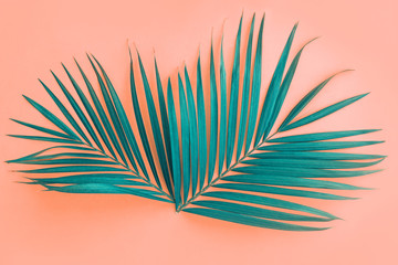 Palm leaf on color pink background