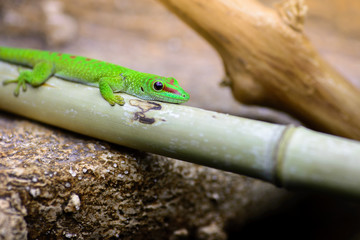 The green madagascar gecko (Phelsuma grandis) lies on a bamboo pole.