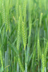 field of wheat,agriculture, green,cereal, food,spring,corn, 
