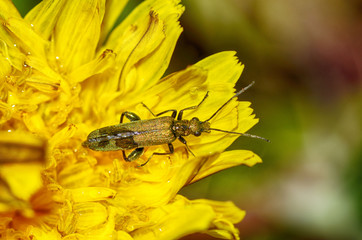 Beetle crawling on the stem.